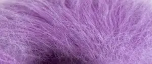 281 - Violet